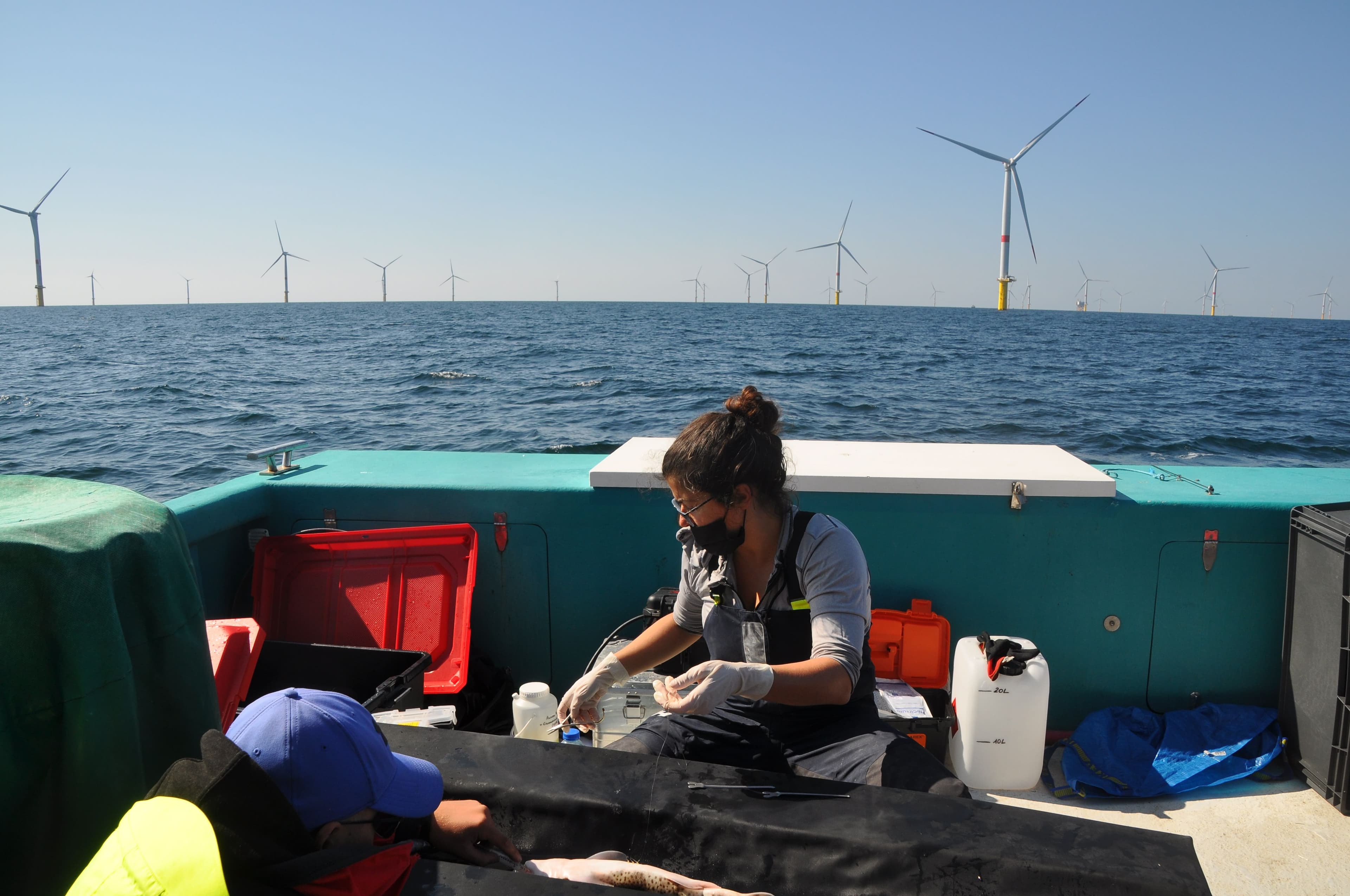 a scientist a windfarm