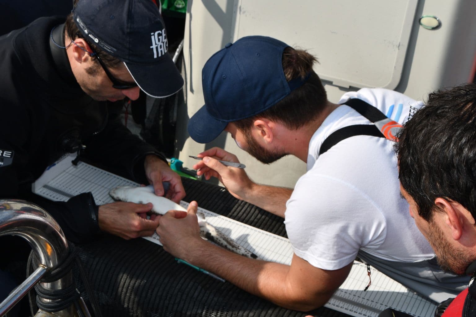 catshark tagging