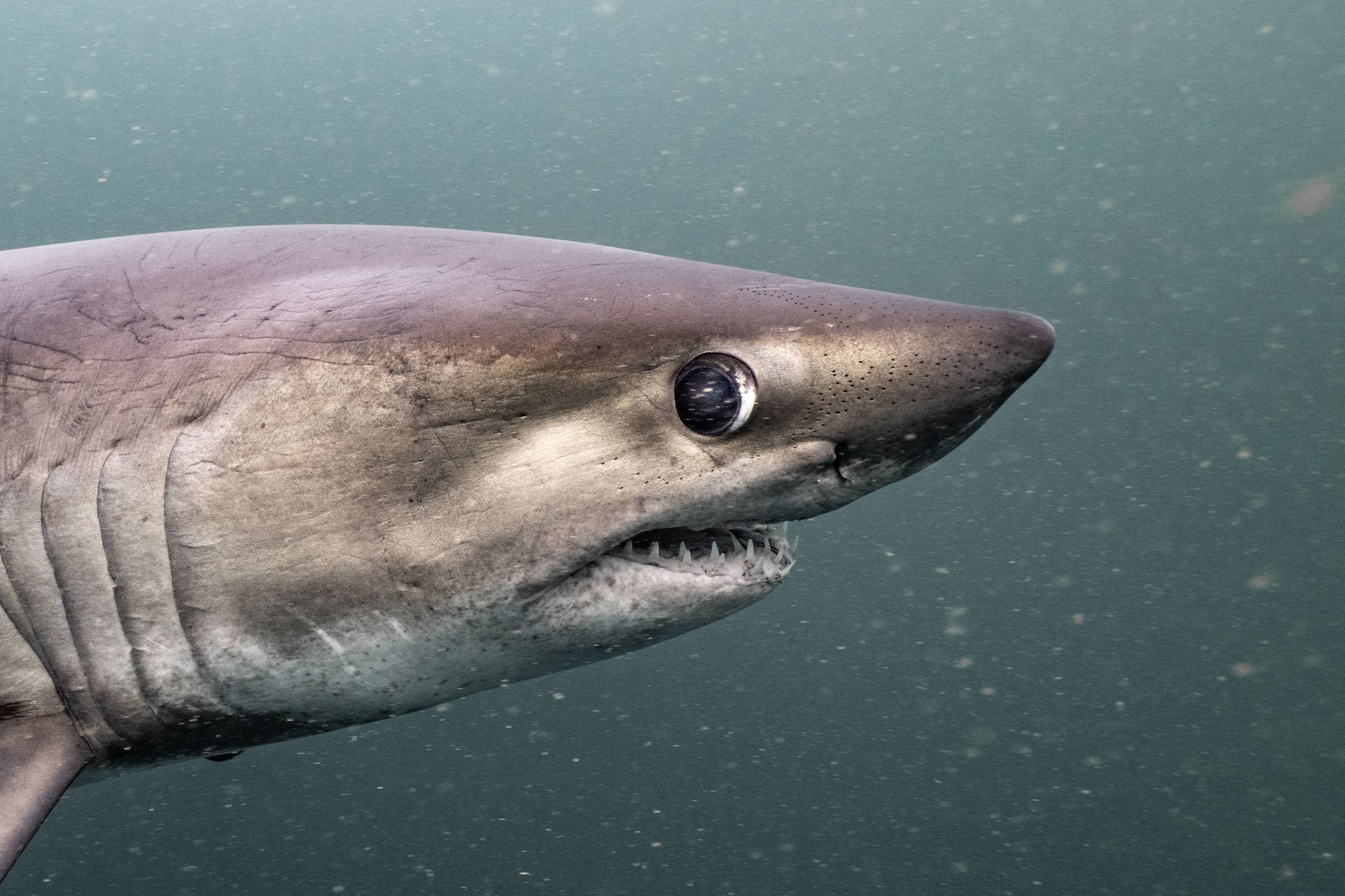 Porbeagle