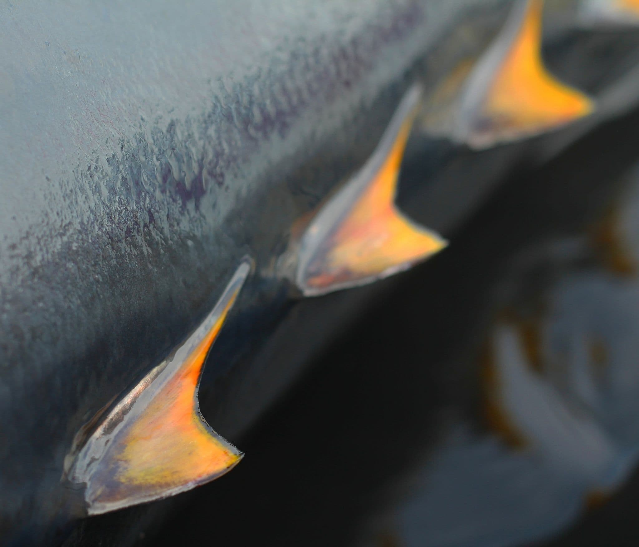 Tuna fins