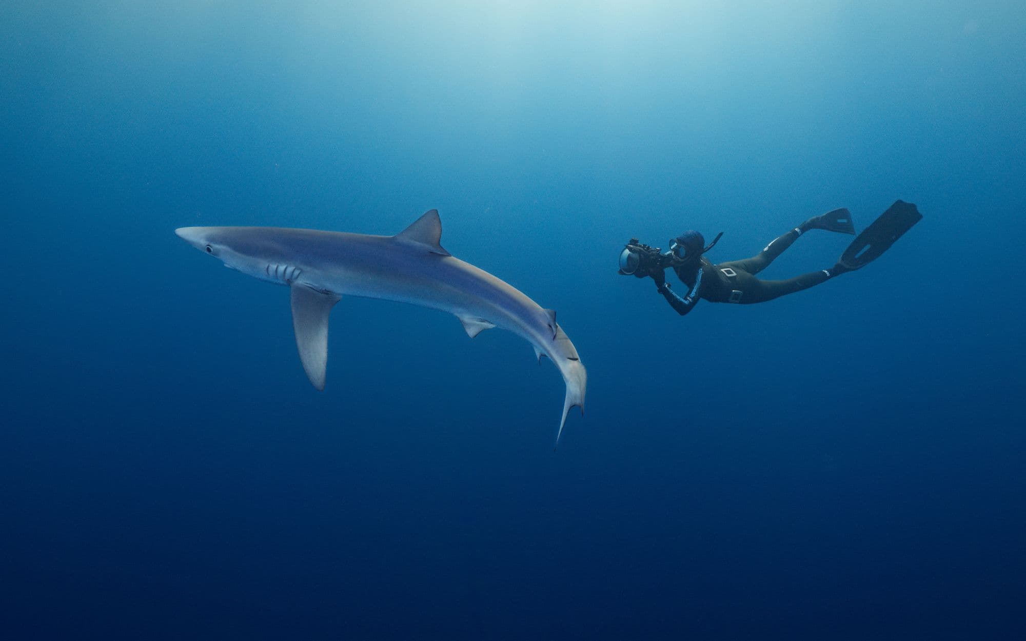 shark