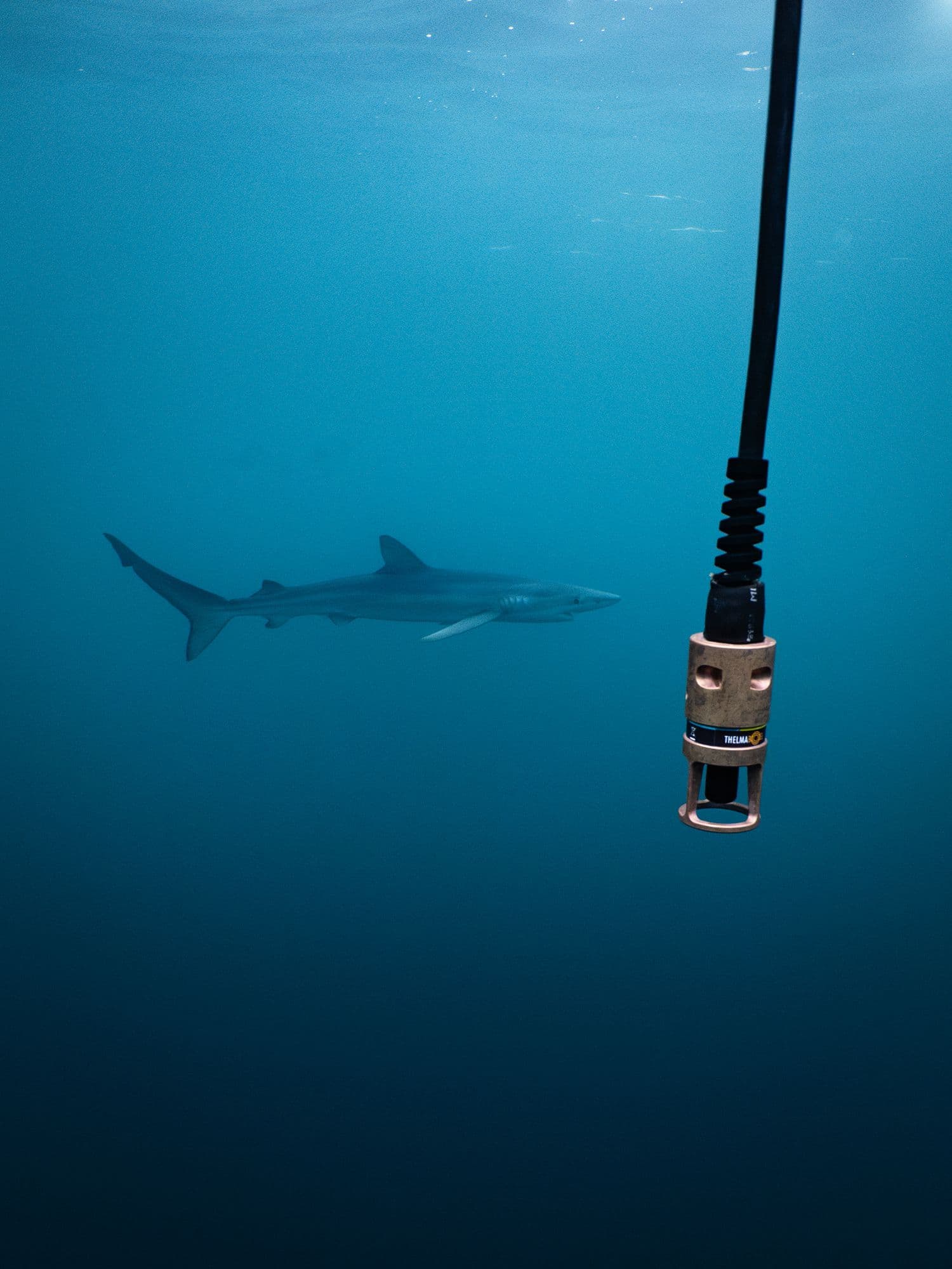 blueshark