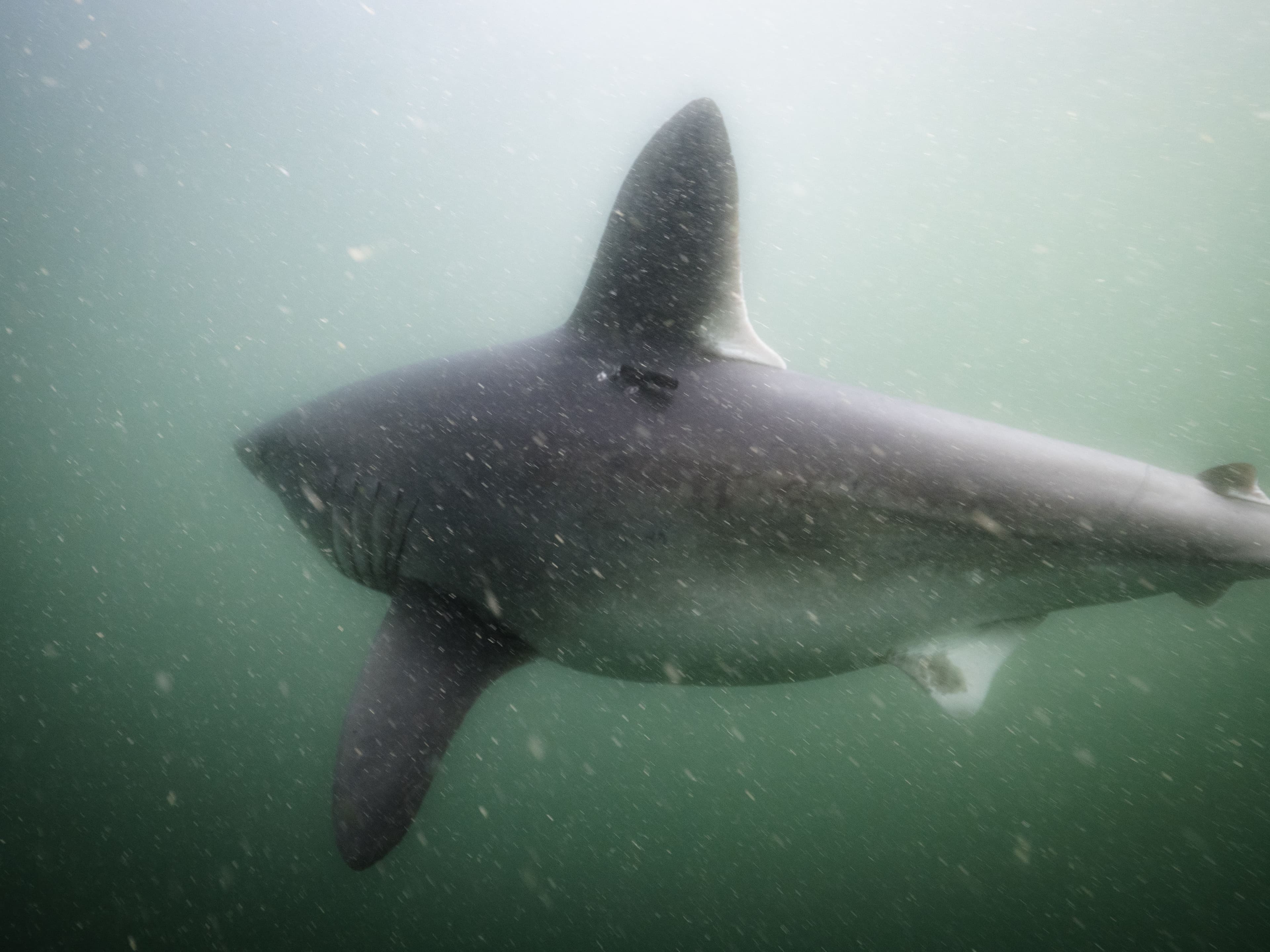 Tagged Porbeagle