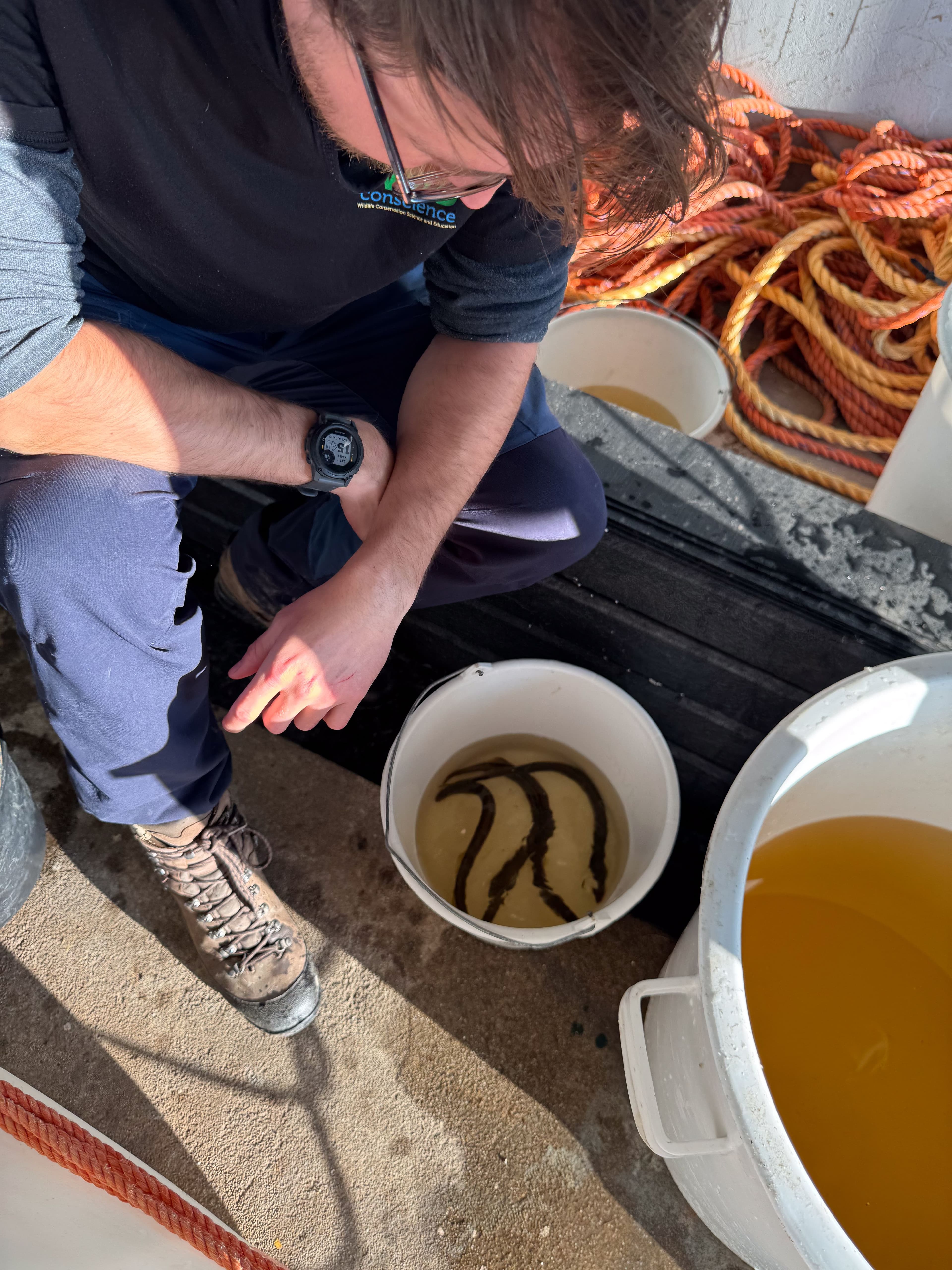 Jimmy van Rijn inspects rare river lampreys which fishermen had caught the days prior and stocked into the water tanks of the tagging lab.