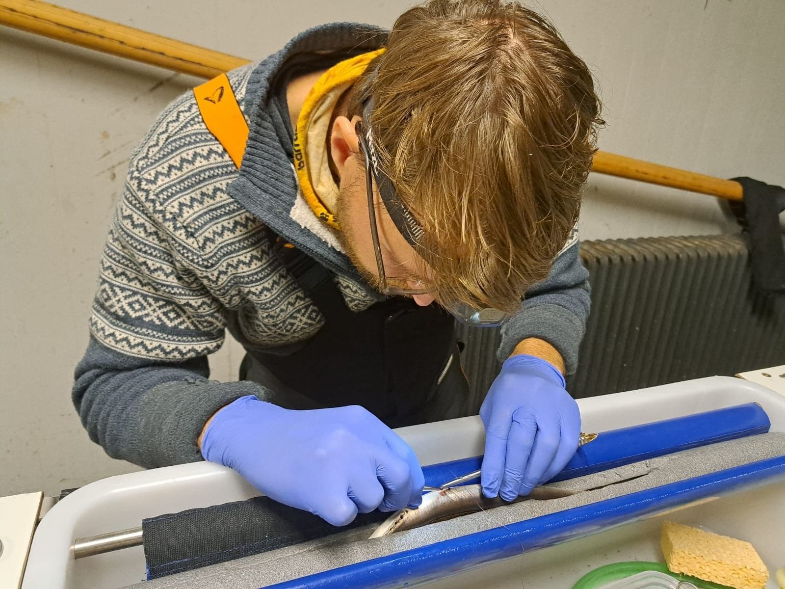 Jimmy van Rijn tagging a river lamprey with Thelma Biotel acoustic tags to track its migration in Dutch waterways
