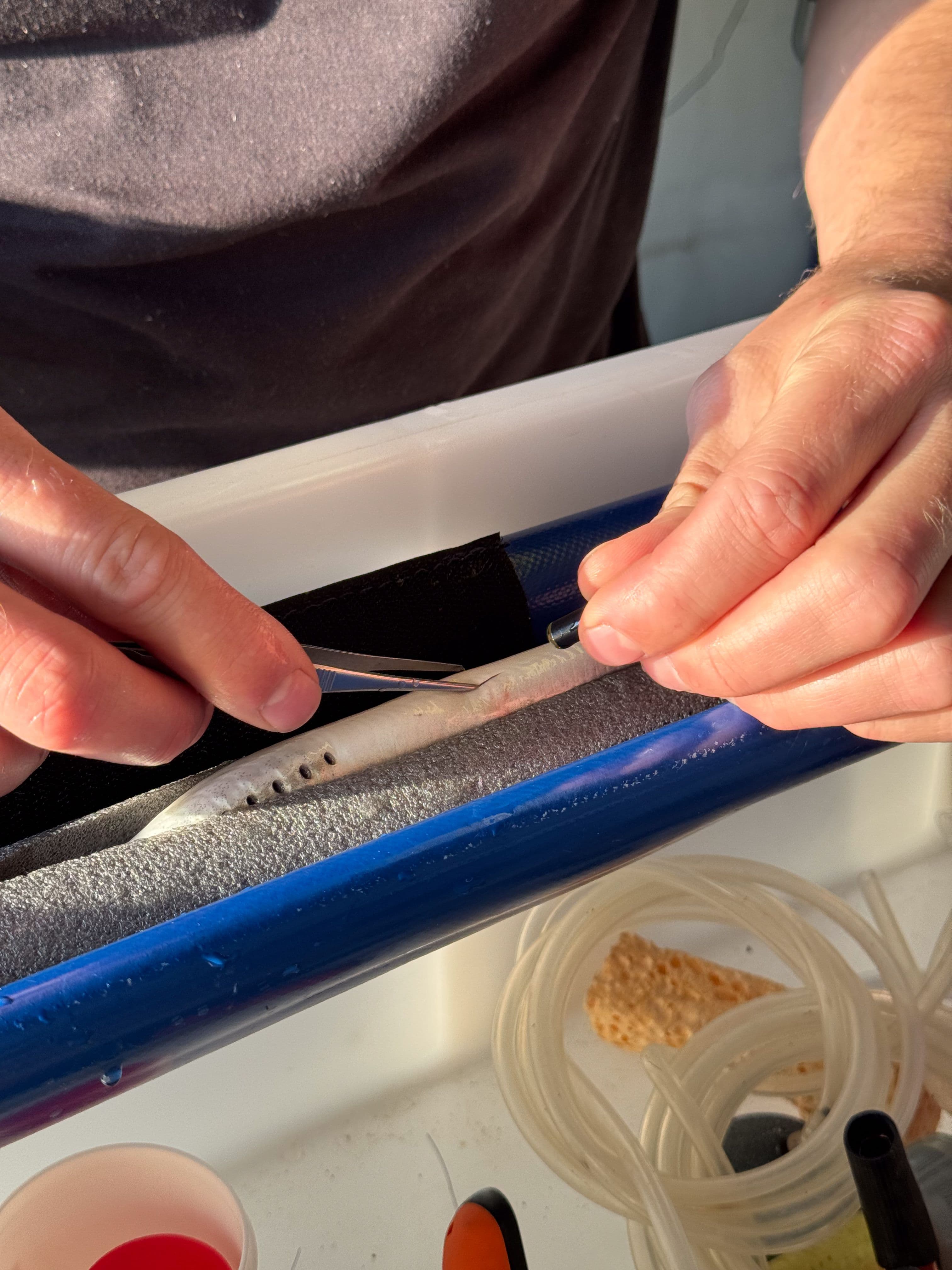 A river lamprey being tagged internally with a Thelma Biotel acoustic tag. The makeshift tagging lab allows for controlled surgery and improved welfare.