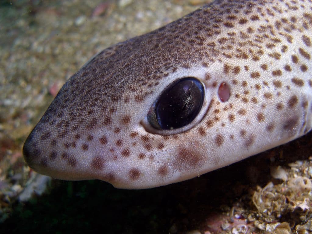 small spotted catshark