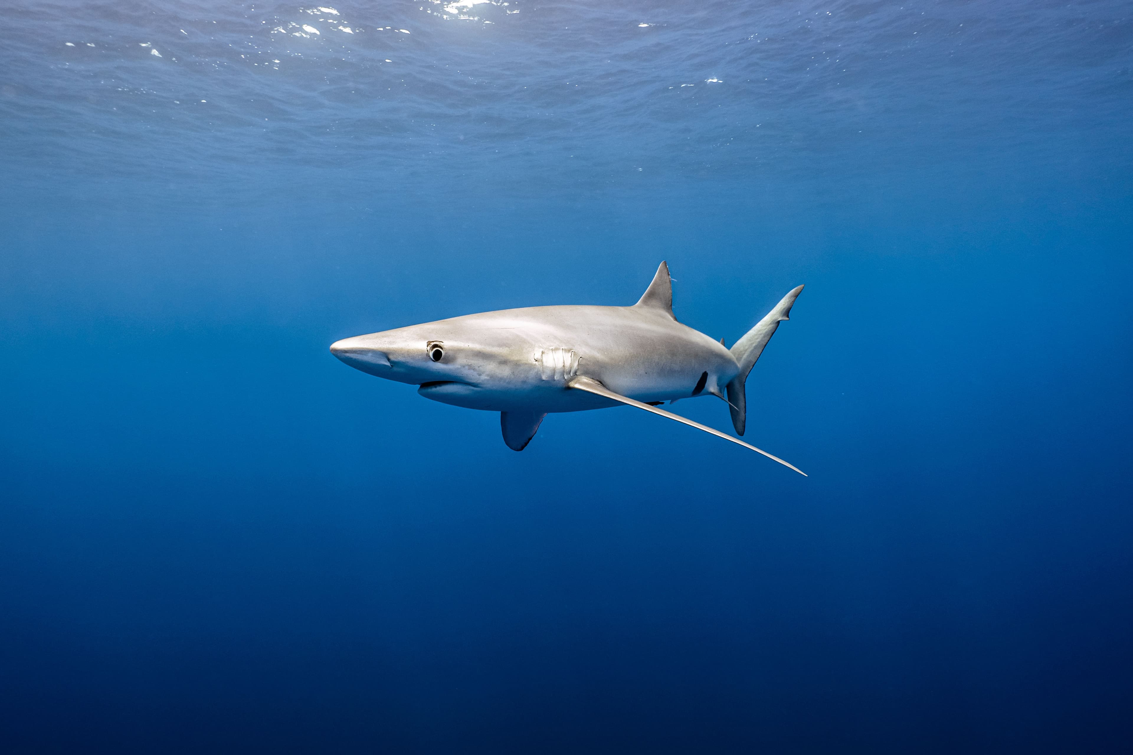 shark