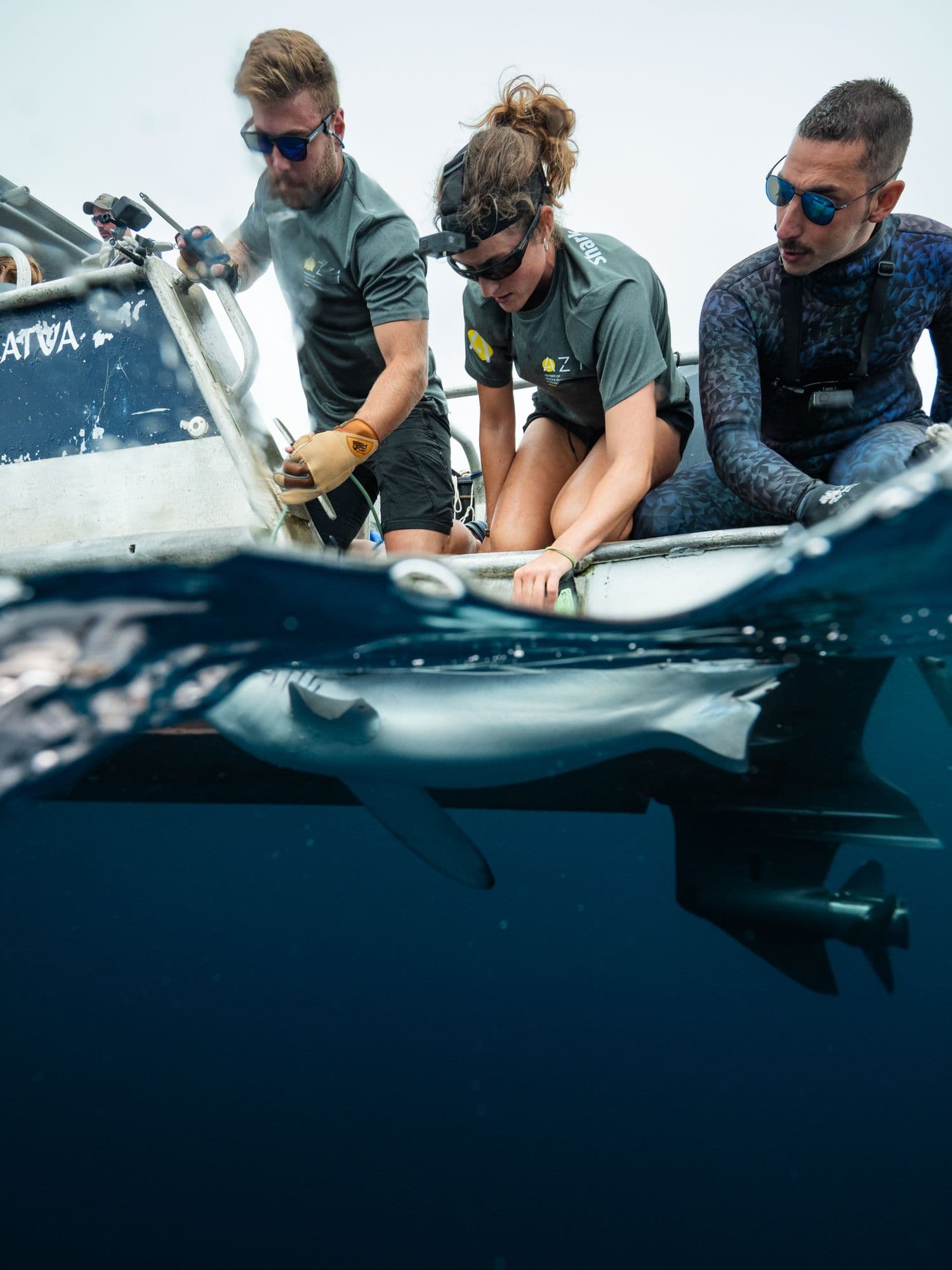 tagging shark