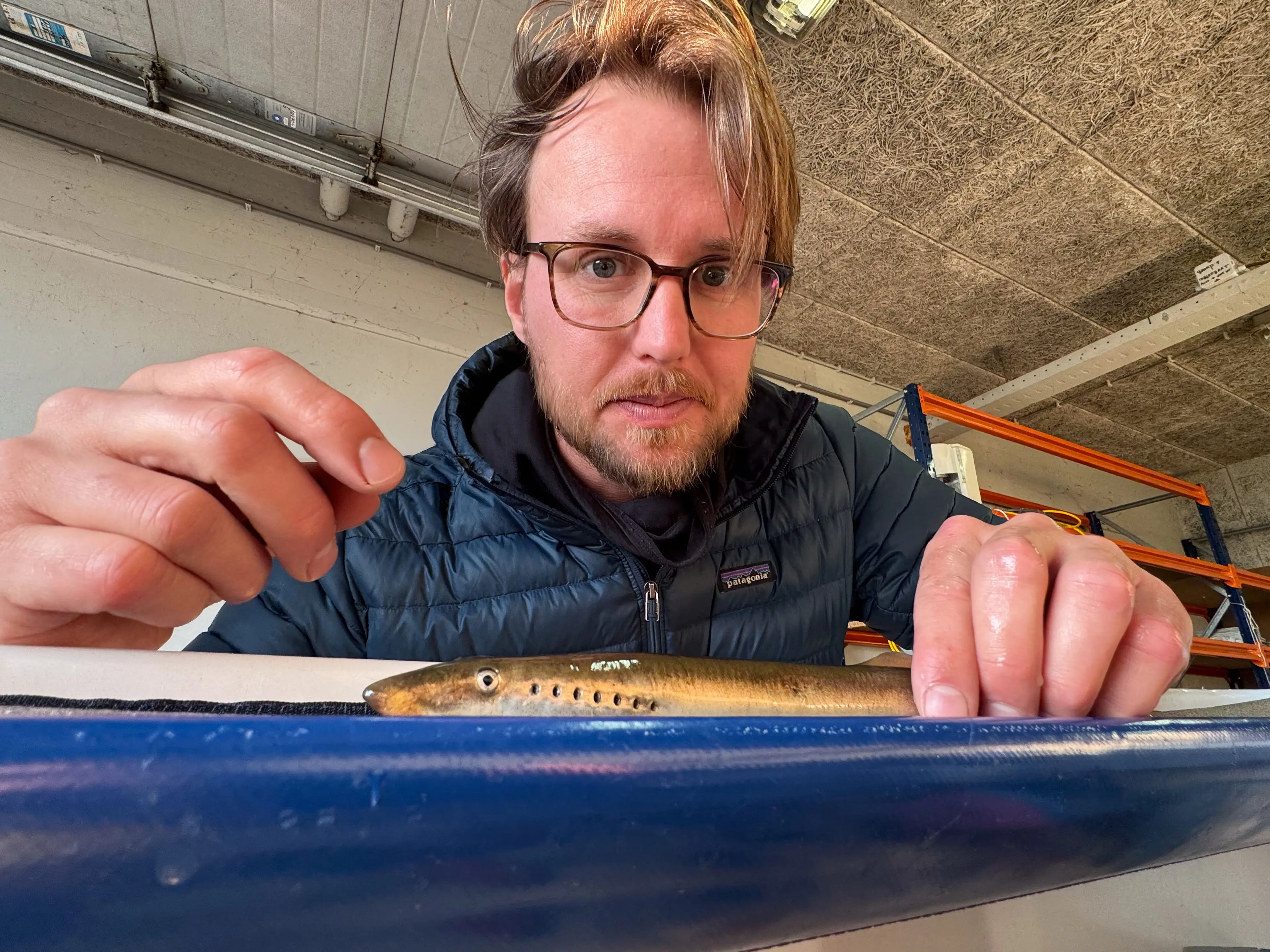 As part of a multi-institutional effort Jimmy van Rijn tags river lampreys with internal acoustic tags from Thelma Biotel ©drtwanstoffers