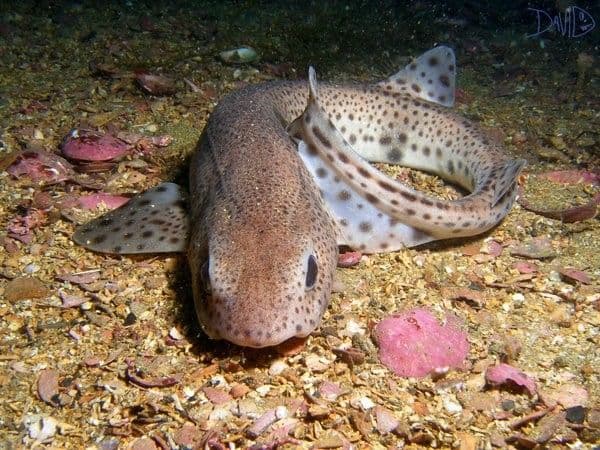 catshark