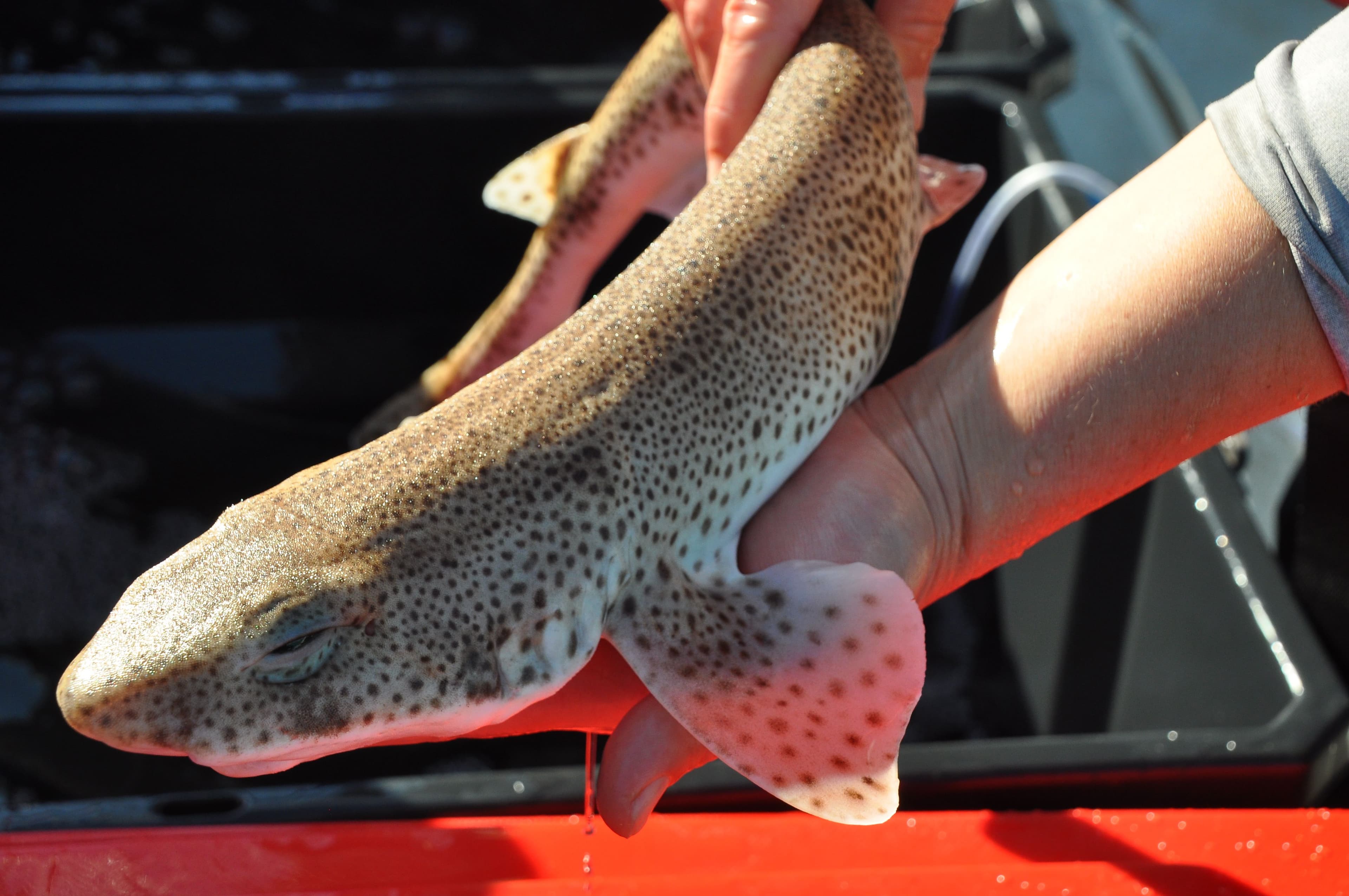 what these patterns mean